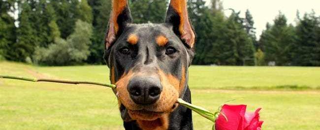 Doberman Pinscher